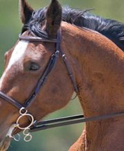 Centre Equestre Le Domino GAEC image 3