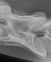 Pferdeklinik Thurland Bild 3