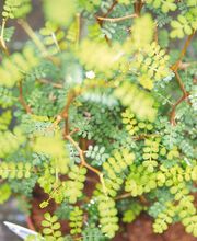 Herrmann Pflanzen GmbH Bild 5