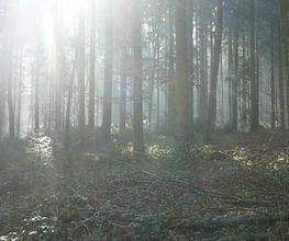 ViaAniMenTi Heilpraxis & Falknerei Bild 7