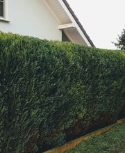 Gartenpflege Walterich Bild 5