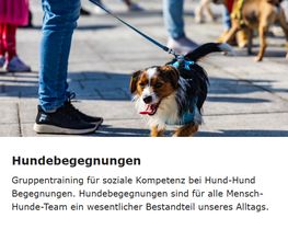 Sundogs Hundeschule Bild 5