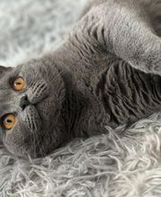 Maggy's Mobiler Katzenservice Unna Bild 3