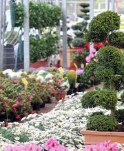 Grüner Holländer Berlin Bild 4