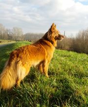 Hundeschule My Pawtner Germersheim Bild 2