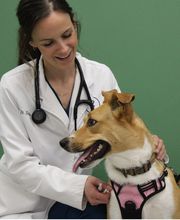 Aspen Creek Veterinary Clinic image 2