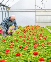 Fleurs Stempfler image 16