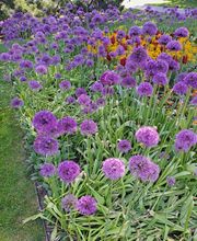 Bruno Winet, Privatgärtner Bild 10