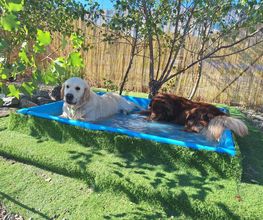 Dog Evasion 05 image 8