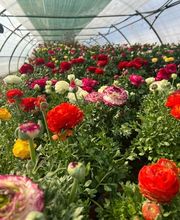 A. Pinto Fleurs Bild 13