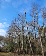 Access Élagage SARL image 5