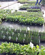 BJL Potager image 9
