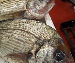 Profish image 3