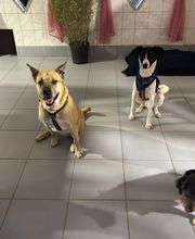 Hundezentrum Rhein-Main GbR Bild 2