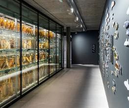 Naturhistorisches Museum Bern Bild 18