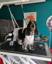 Paula Toutou Mobile image 5