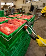 Gallery Professionale