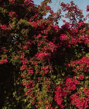 Aurelian D Photography Bild 4
