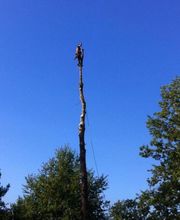 Harmonie Arbre image 1