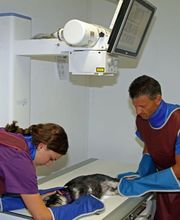 Kleintier- und Pferdepraxis im Dorf AG Bild 4