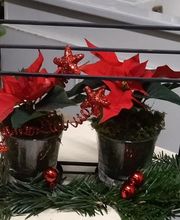 Des Fleurs En Plus image 15