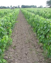 Vignoble Tévenot image 14