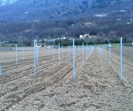 Agrotomato SA Bild 5