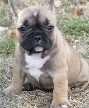 Des Terres de la Gâtine image 1