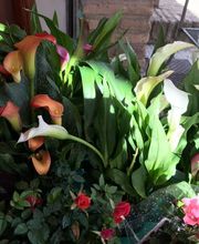 Floristería Campo y Jardín imagen 14