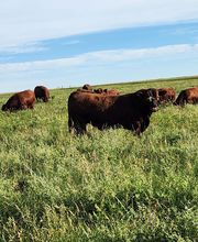 Kniebel Cattle Company image 1