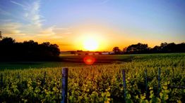 Weinbau Zinner