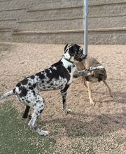 A Dog's World image 5