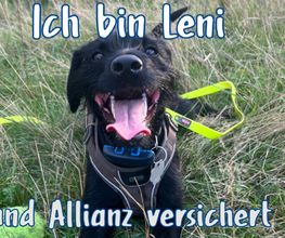 Allianz Schneider Tierkrankenversicherung