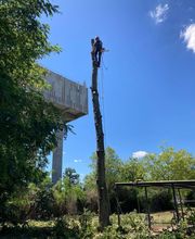 Ent . Dole image 6