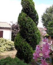 Arbroservice image 7