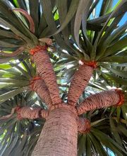 Villaverde Grimaud image 20