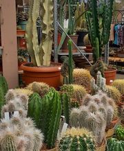 La Main Verte image 17