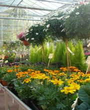 Galley fleurs Bild 3