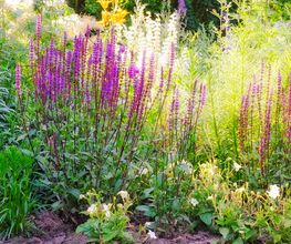 Kelpe Gartenbau Bild 2