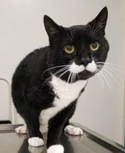 Schroon River Animal Hospital image 9