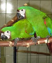 ZOO PHOENIX Silvia Gust Bild 1