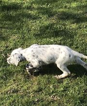 Bochard Cédric image 5