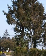 Bouvier Gianni image 2