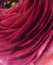 Blumen Türpitz Bild 1