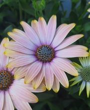 MARIA FLEURS SARL image 2