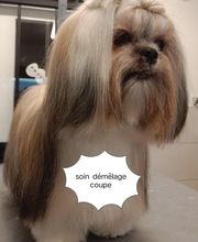 Toiletteur Zencani'cat image 7