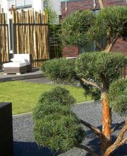 Der Grüne Baum Bild 9