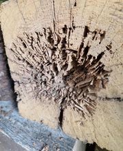 Champignon Bois Termite Isolation image 9