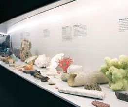Naturhistorisches Museum Bern Bild 14