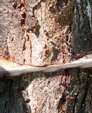 Vista Valley Tree Service Inc image 8